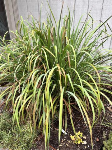 homegrown lemongrass