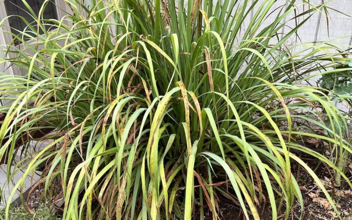 Growing Rice Paddy Herb (Ngo Om) - Viet World Kitchen