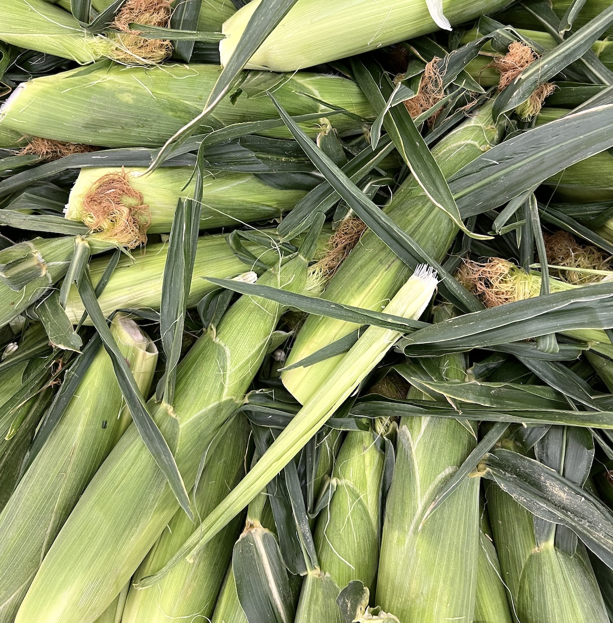 corn unshucked