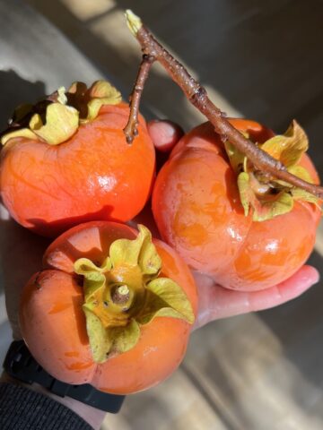 persimmon